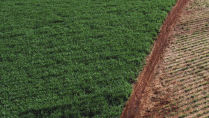 irrigação e micronutrientes da cana de açúcar