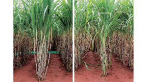 O principal é o aumento da interação da raiz com os microrganismos do solo, inclusive ativando uma quantidade maior de fósforo armazenada.