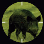 O controle populacional dos javalis (Sus Scrofa)