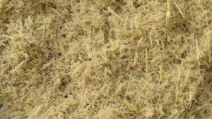 biomassa da cana bagaço