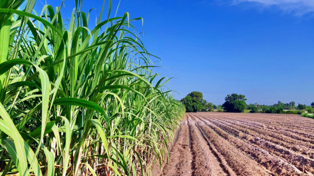 Plantio e colheita de cana de açúcar para o Plano Integrado