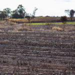 A herança do produtor no pós-incêndio