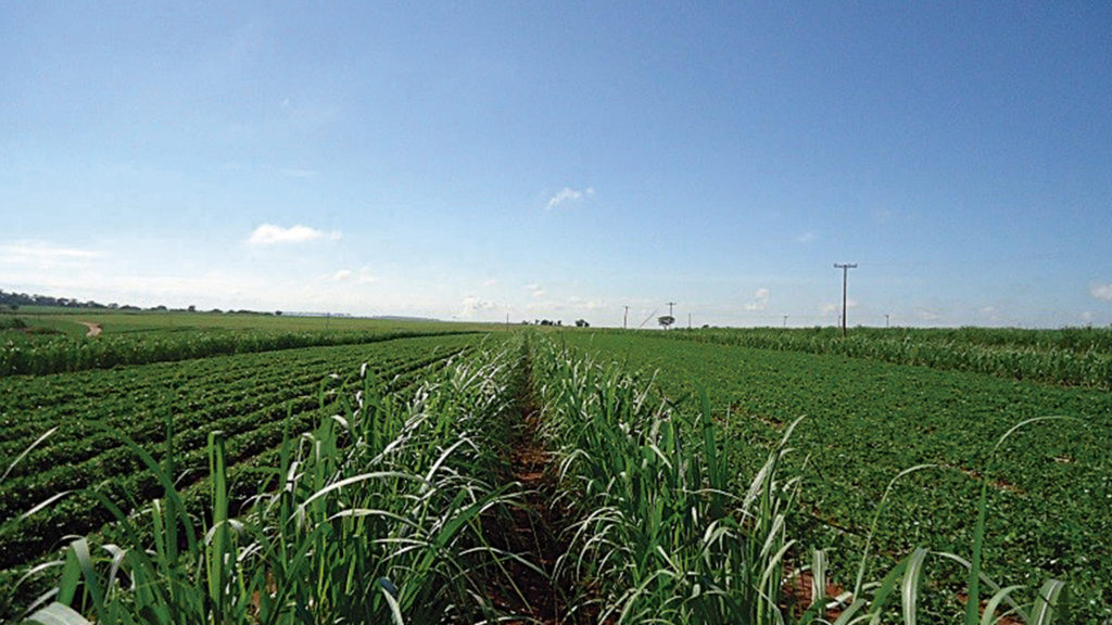 plantacao de cana