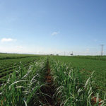 Sistema integrado meiosi e MPB: A hora é agora!