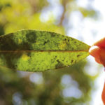 Muvuca de sementes: uma nova técnica de plantio