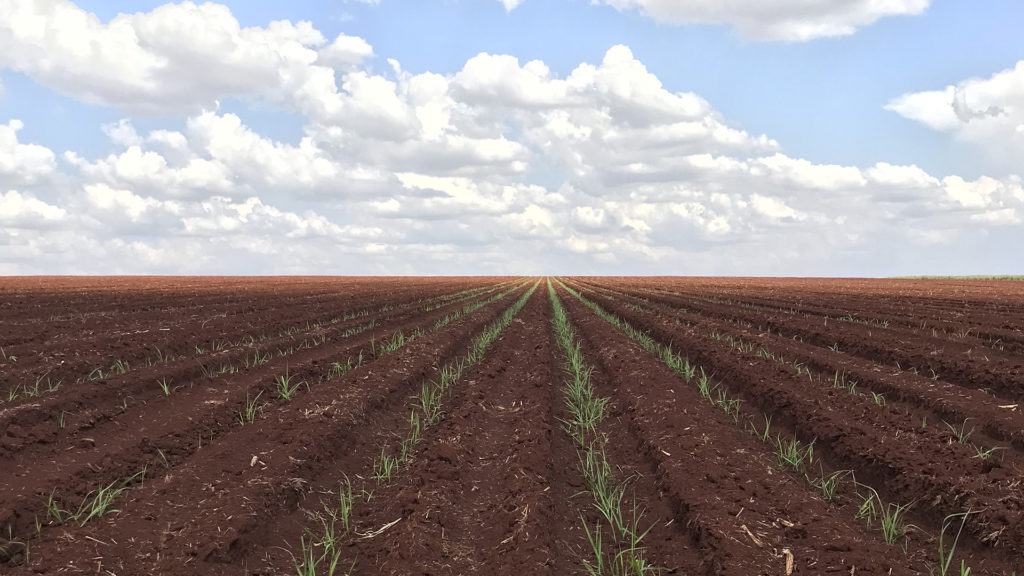 O plantio e sua importância para o processo de produção de cana-de-açúcar