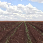 O plantio e sua importância para o processo de produção de cana-de-açúcar