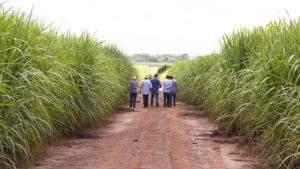 Pessoas no carreador de cana