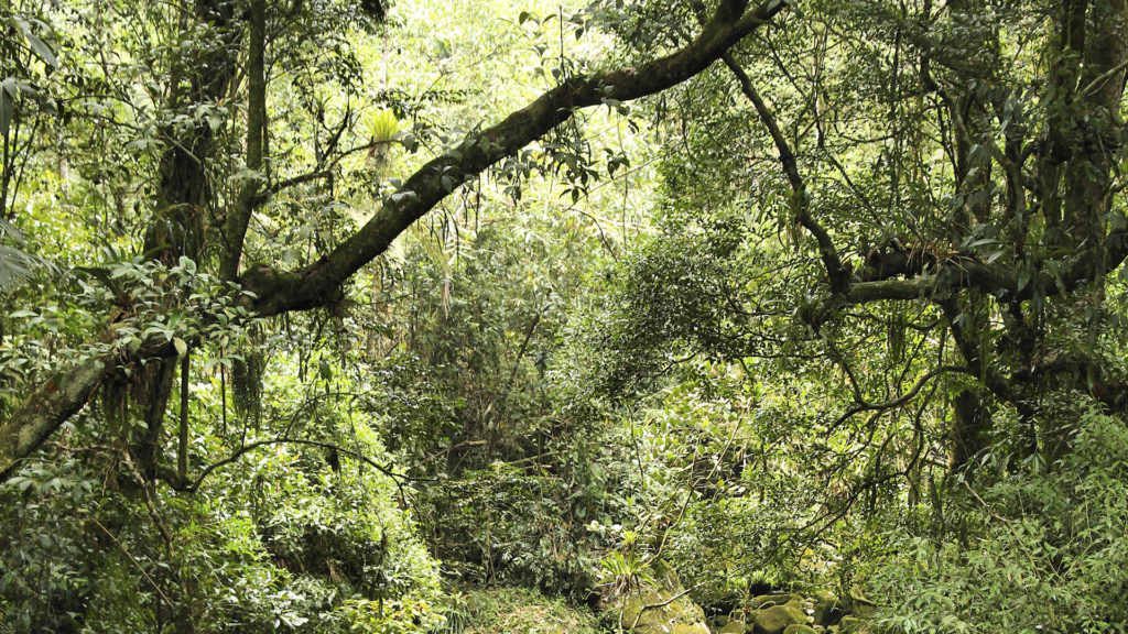 Mata Atlântica