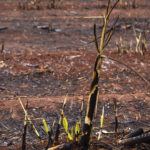 Incêndios em áreas canavieiras – diretrizes a serem adotadas pelos produtores