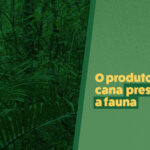 Fauna: conheça as principais espécies da nossa região