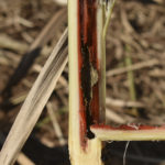 Pragas da cana: monitorar é evitar prejuízos!