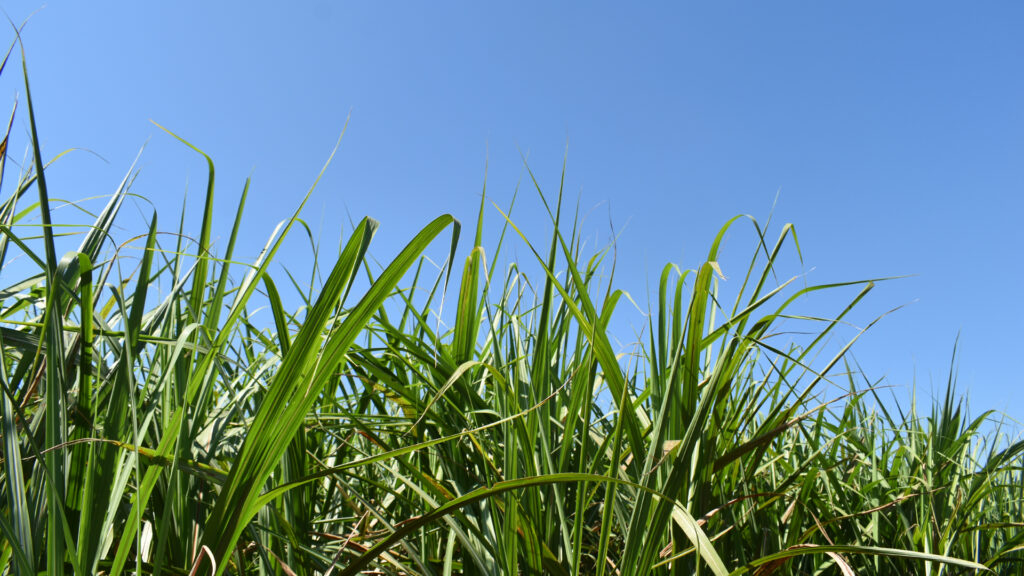 Folhas de cana-de-açúcar e céu