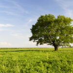Compensação ambiental para emissão de autorizações