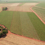 Polo de mudas da Canaoeste