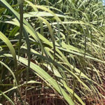 Planejamento pode garantir bons números da safra 2024/25