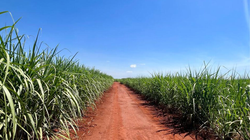 Cana de Açúcar