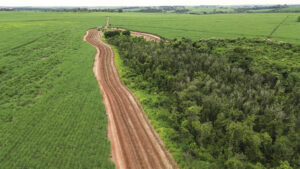 plantio replantio muda árvore