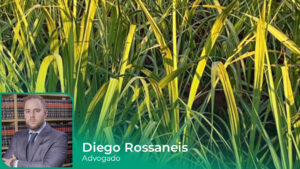 Modelo pra foto de Artigo - Teste