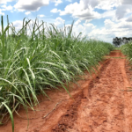 O caminho da produtividade da cana passa pelo manejo varietal