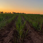 Produtores têm até sábado para corrigir arrendamentos e evitar multas da Receita Federal