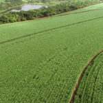 Vivo e Usinas Batatais e Cevasa lançam projeto que vai digitalizar mais de 700 mil hectares no interior paulista