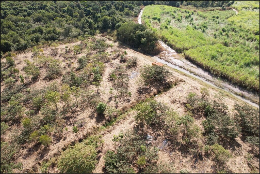Foto 01. Plantio realizado em área úmida