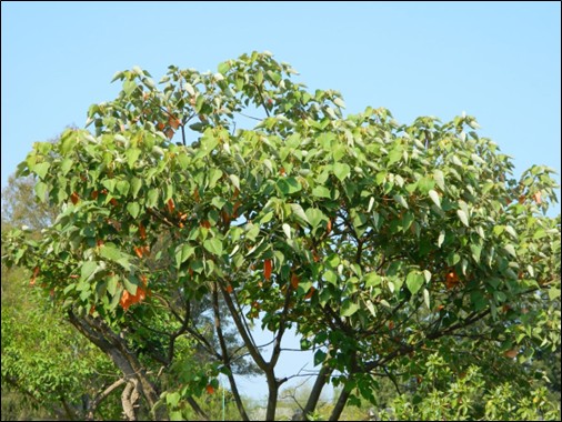  
Foto 03. Sangra d’água (Croton urucurana)
