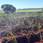 Centro-Sul registra queda na moagem de cana e perda de qualidade na safra 2025/26