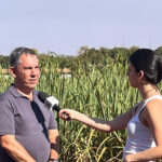 Incêndios criminosos e estiagem em padrão de deserto pressionam safra de cana e elevam preços na região