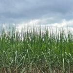 Chuvas e temperaturas dentro da média favorecem agro neste trimestre