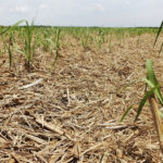 Nematoides desafiam agricultura e ampliam riscos para a produtividade