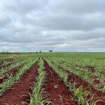 DATAGRO prevê moagem de 625,5 milhões de toneladas de cana na safra 2026/27