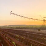 Especialistas debatem os desafios e avanços da irrigação, produtividade e colheitabilidade da cana