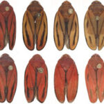 Nova espécie de cigarrinha-da-cana é confirmada no Brasil após décadas de confusão