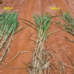 Doença silenciosa na cana pode gerar prejuízo de até R$ 10 mil por hectare