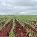 Centro-Sul deverá moer 624,5 milhões de toneladas na safra 2023/24, segundo a DATAGRO