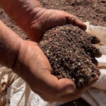 Itaú BBA aponta recuo nos preços globais de fertilizantes com normalização da oferta internacional