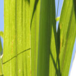 Produtividade da cana recua 6,5% no Centro-Sul, segundo CTC