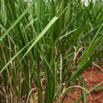 Produtividade da cana cresce 4,3% em outubro no Centro-Sul, indica CTC