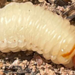 Nova pesquisa identifica maior alcance de deslocamento do Sphenophorus levis