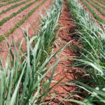 Clima seco e calor intenso afetam a safra 2025/26 e reduzem produtividade da cana-de-açúcar