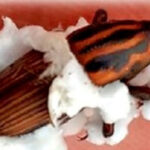 Biológicos ganham espaço no aumento da produtividade e resistência da cana, aponta Alexandre de Sene