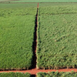 Expansão da cana redefine mapa produtivo e desloca polos tradicionais