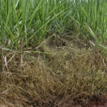 Controle integrado de plantas daninhas garante maior eficiência pós-seca nos canaviais