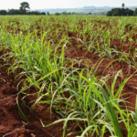 Moagem total recua 1,26% na safra, mas avança no mês de novembro