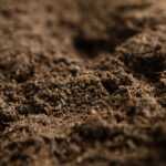 Dia Mundial do Solo reforça papel das boas práticas agrícolas e da conservação na canavicultura