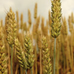 Trigo ganha espaço como nova matéria-prima para produção de etanol no Brasil