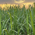 Centro-Sul deve elevar produção de etanol para 36,1 bilhões de litros em 2026/27