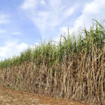 Cana certificada avança no mundo e já movimenta 9% da produção global de açúcar